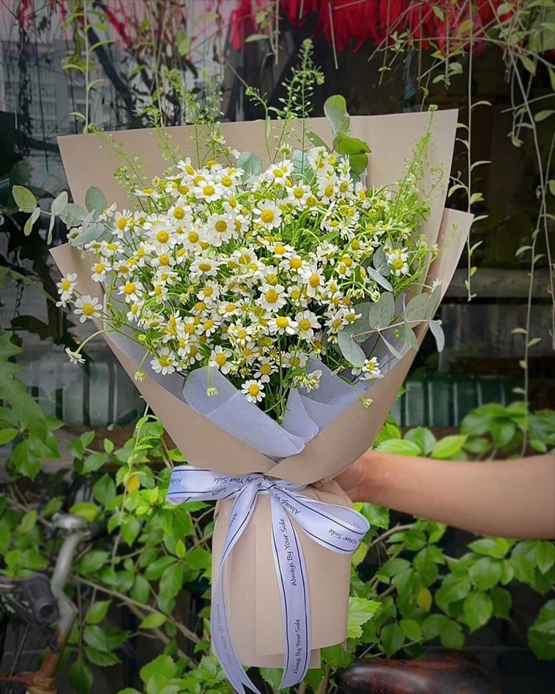 Hoa cúc tana tỏ tình người thương