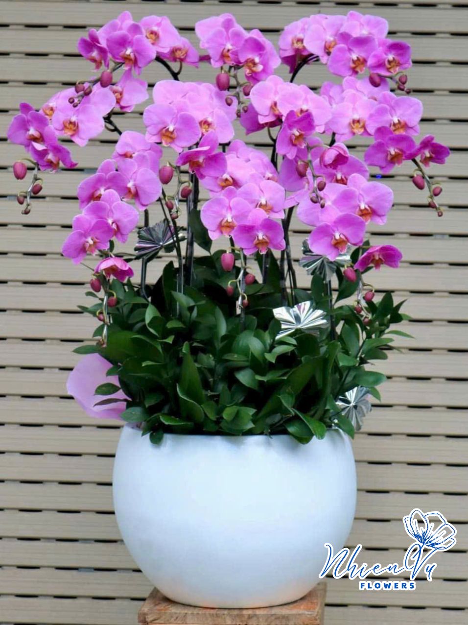 chậu lan hồ điệp cl040