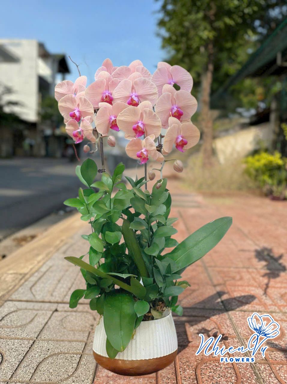 chậu lan hồ điệp cl042