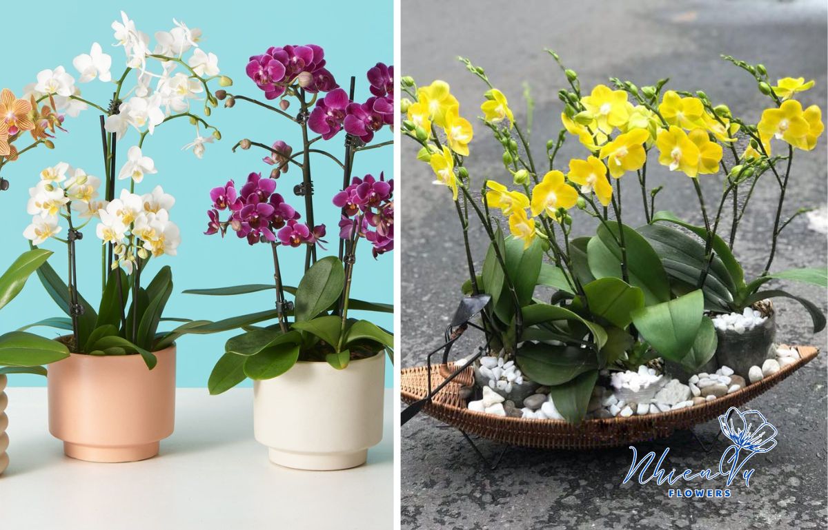Mẫu hoa lan hồ điệp giá rẻ nên mua