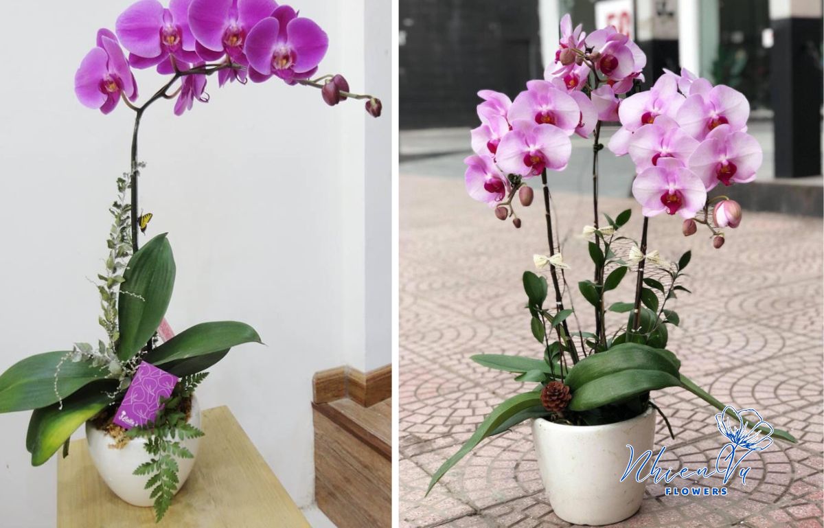 Lan hồ điệp màu hồng tươi mới