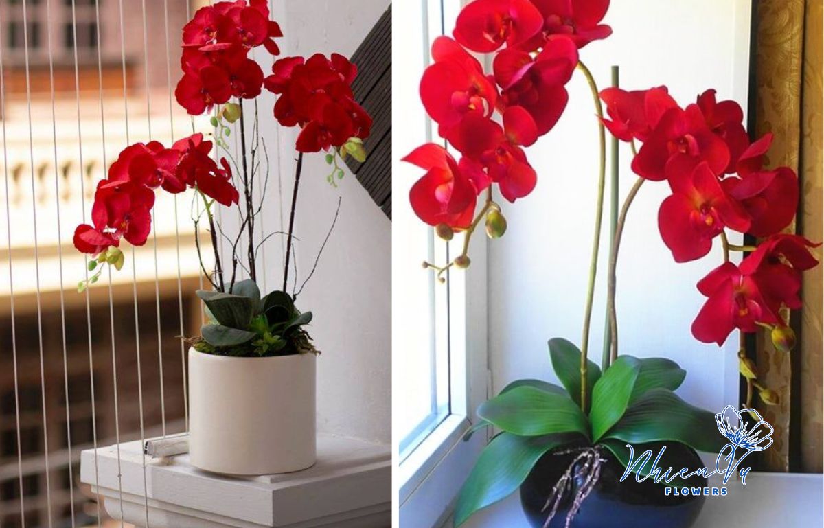 Lan hồ điệp đỏ minh chứng cho sự may mắn