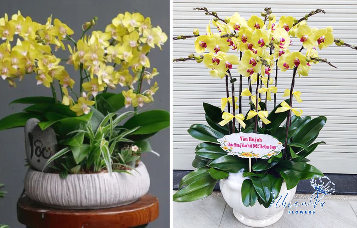 Địa chỉ mua lan hồ điệp đẹp hiện nay Địa chỉ mua chậu lan hồ điệp đẹp