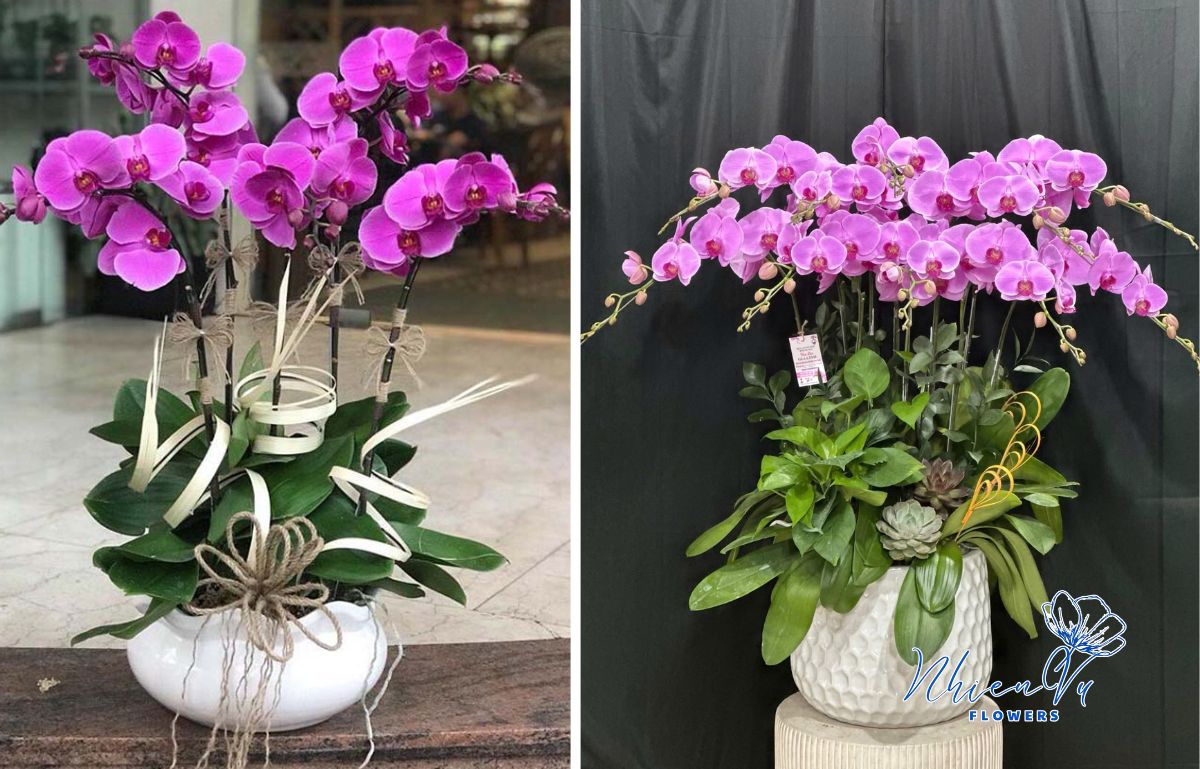 Mẫu lan hồ điệp tím minh chứng cho tình yêu vĩnh cửu