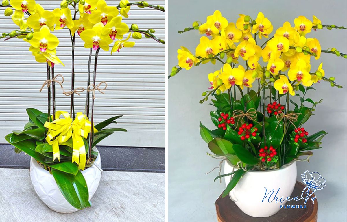 Mẫu lan hồ điệp vàng đẹp nhất hiện nay