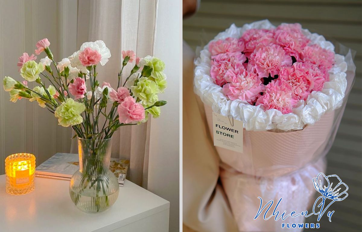 Hoa cẩm chướng đẹp giá rẻ 