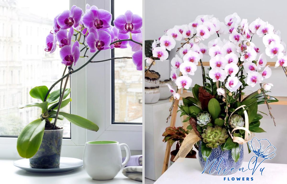 Hoa lan hồ điệp sang trọng, đẹp 