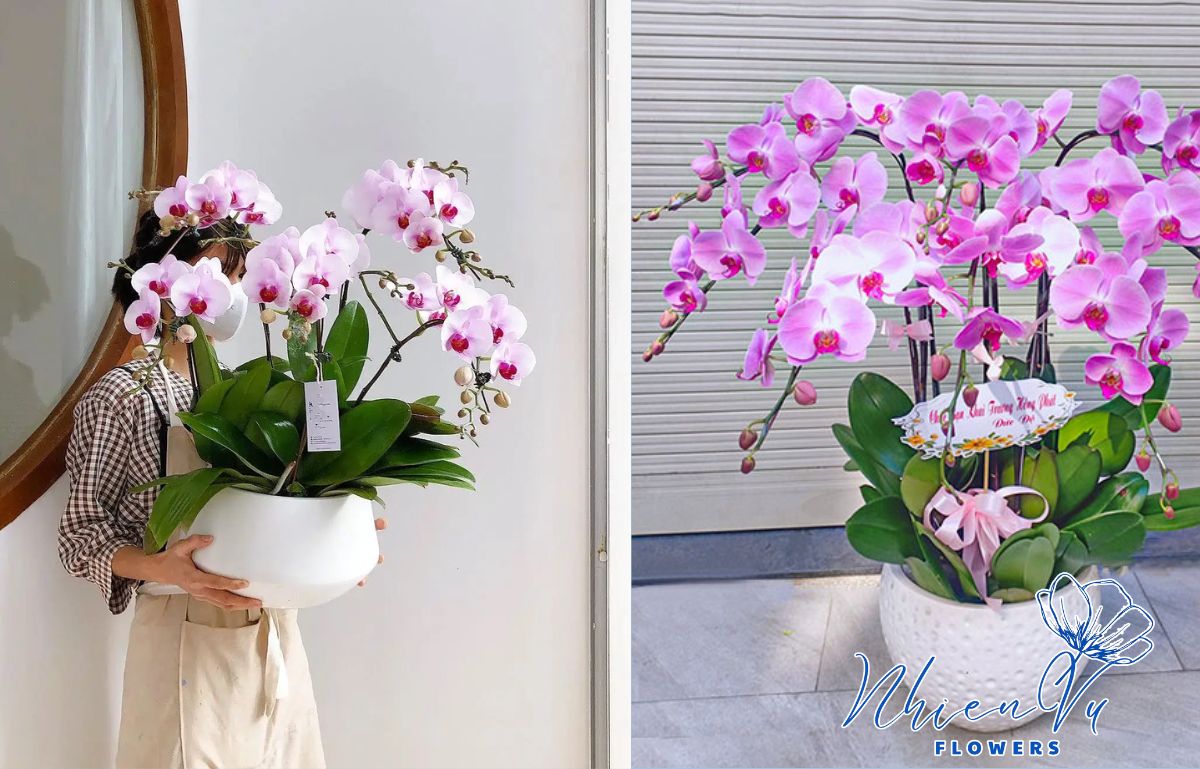 Hoa lan hồ điệp giá trị nhất Lan hồ điệp tặng chồng đẹp, sang trọng