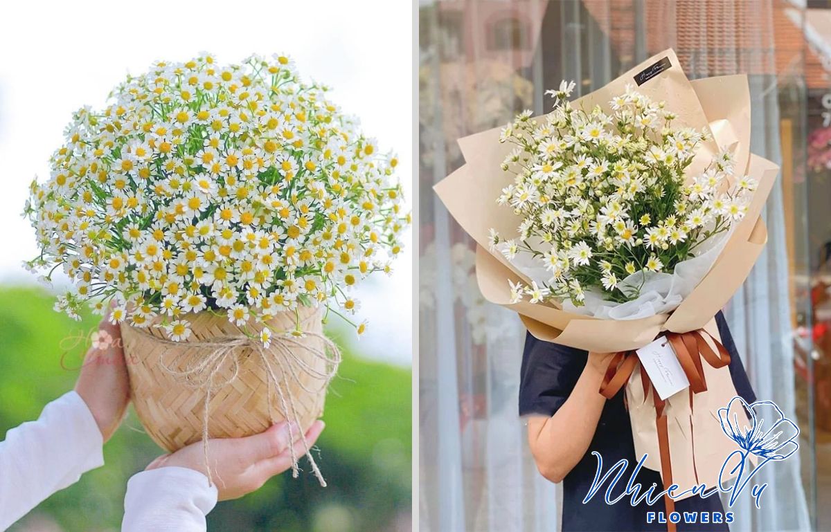 Hoa cúc hoạ mi giá rẻ đẹp cho thầy cô 