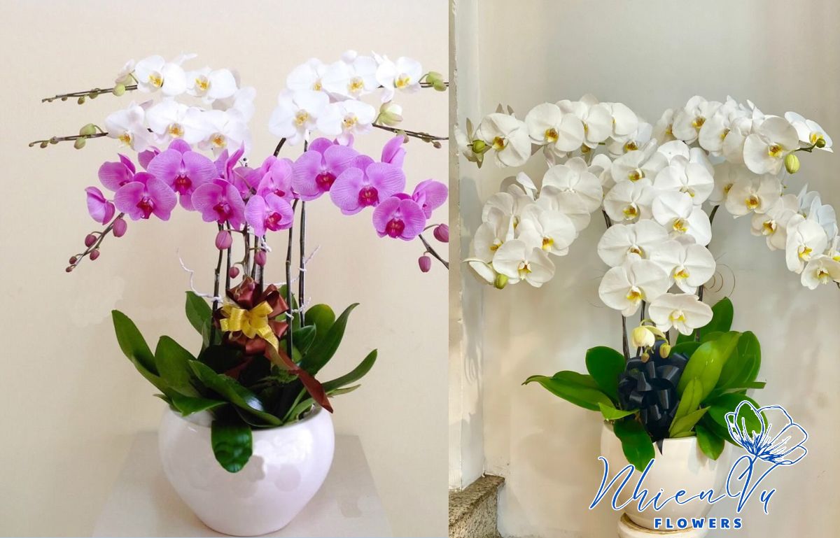 Hoa lan hồ điệp đẹp nên tặng sếp Hoa lan hồ điệp sang trọng, đẹp