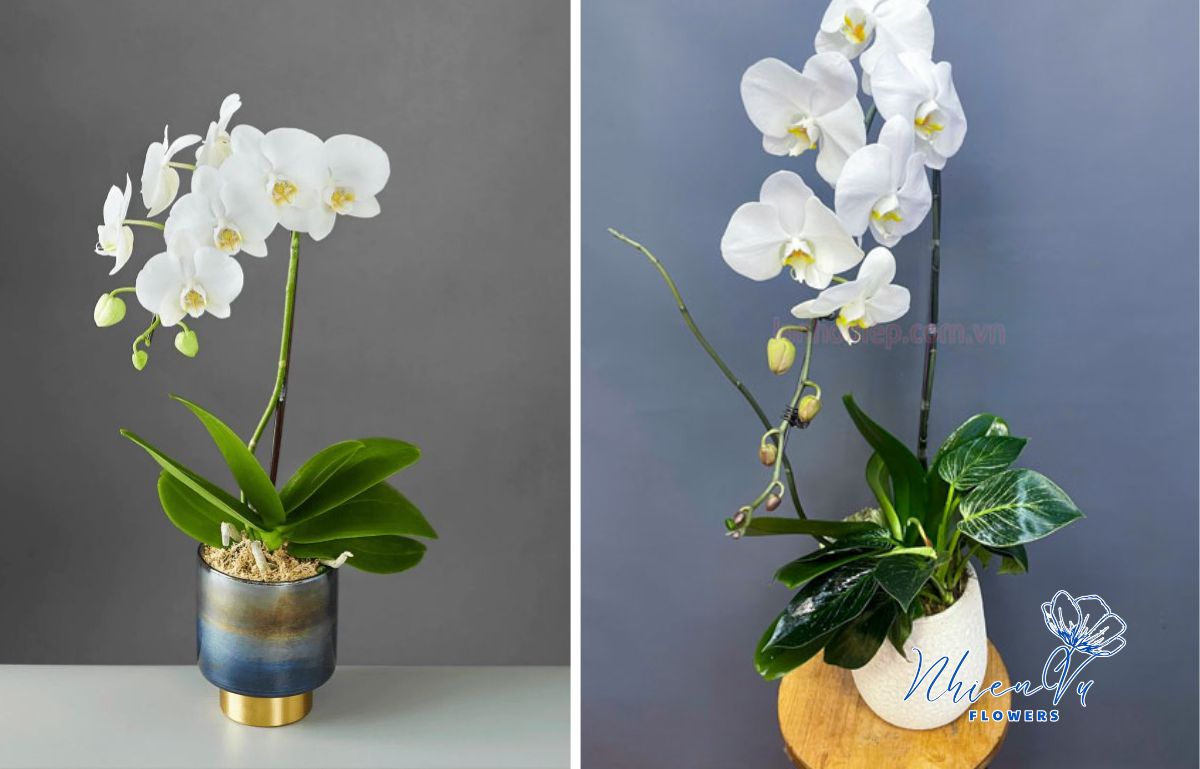 Mẫu lan hồ điệp tặng nhân dịp sinh nhật Mẫu lan hồ điệp tặng nhân dịp sinh nhật