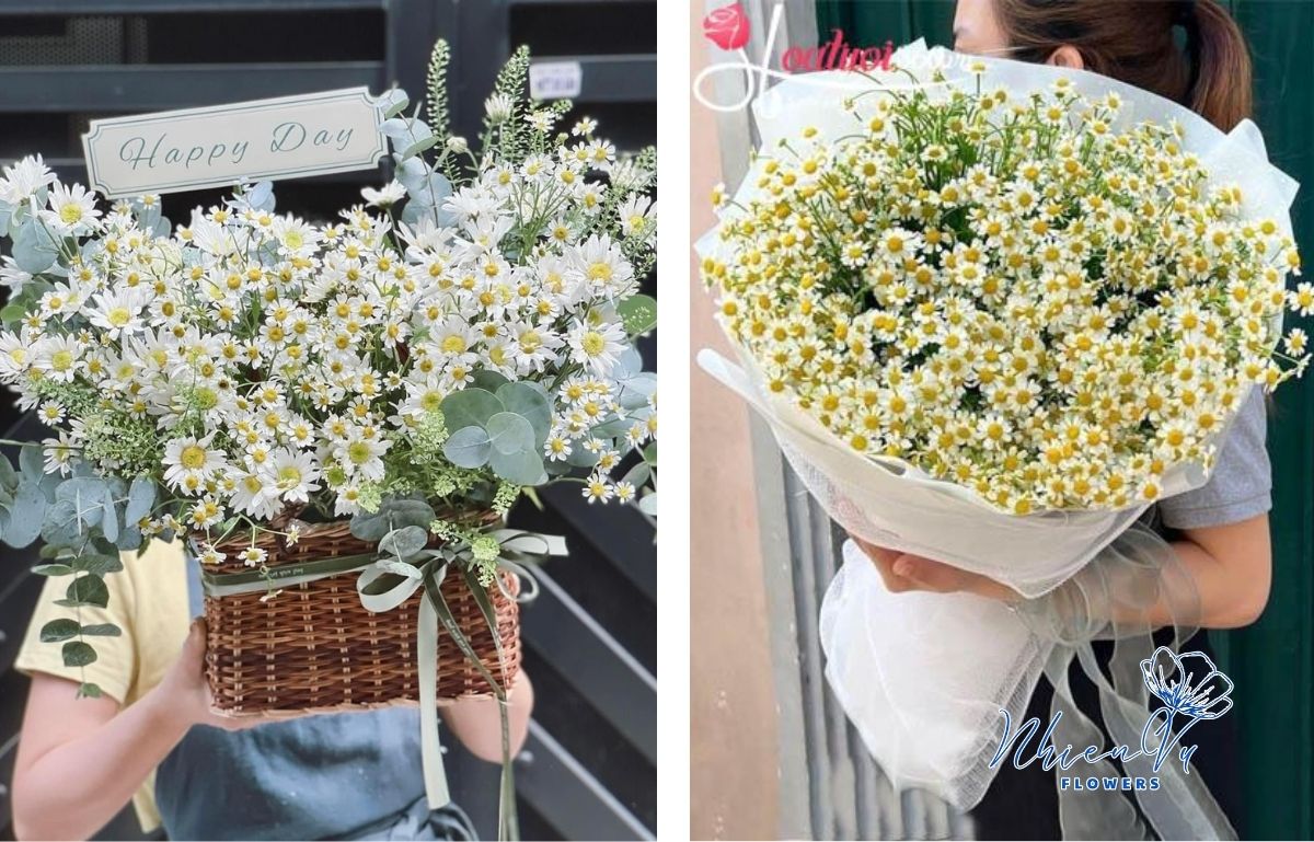 Mẫu hoa cúc tana được yêu chuộng hiện nay 