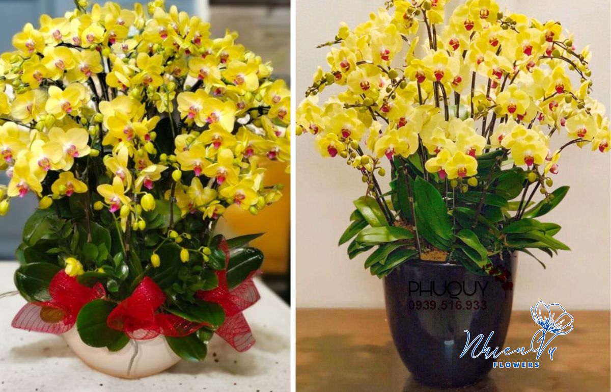 Các mẫu hoa Lan Hồ Điệp đẹp 