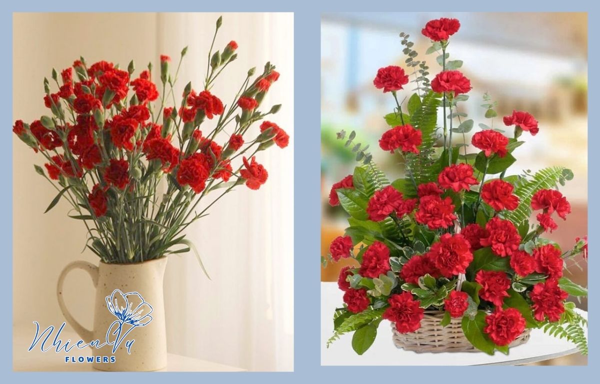 Hoa cẩm chướng đỏ có ý nghĩa gì