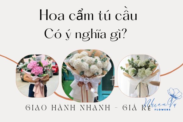 Hoa cẩm tú cầu có ý nghĩa gì