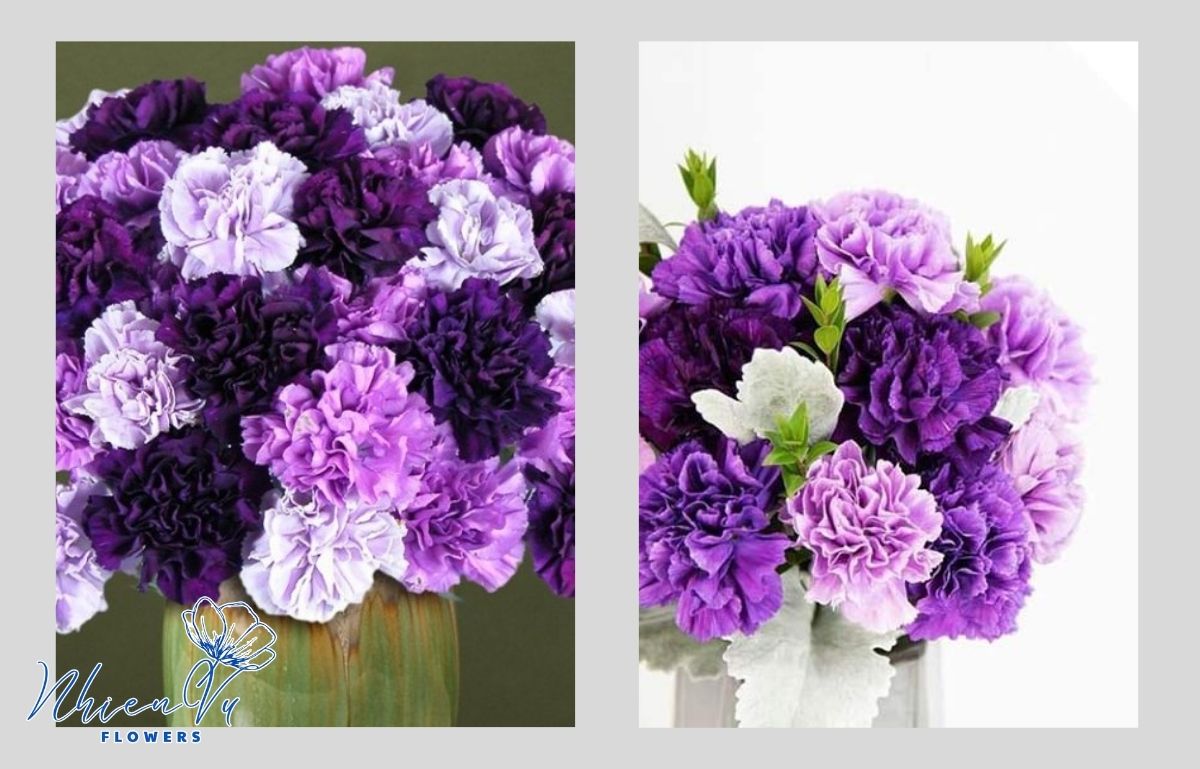 Mua lẵng hoa cẩm chướng tím nên tặng Lẵng hoa cẩm chướng tím nên tặng