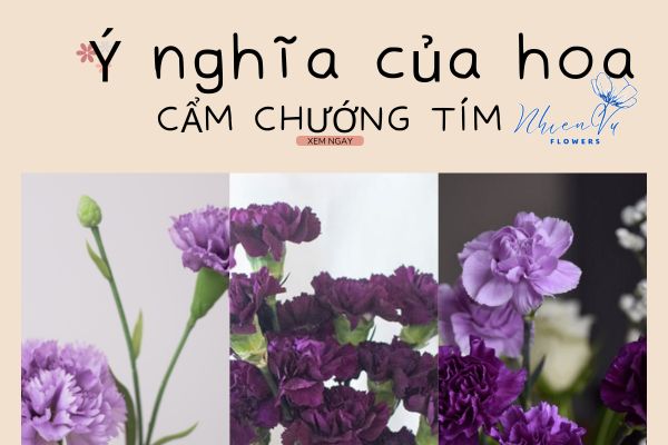 Hoa cẩm chướng tím có ý nghĩa gì