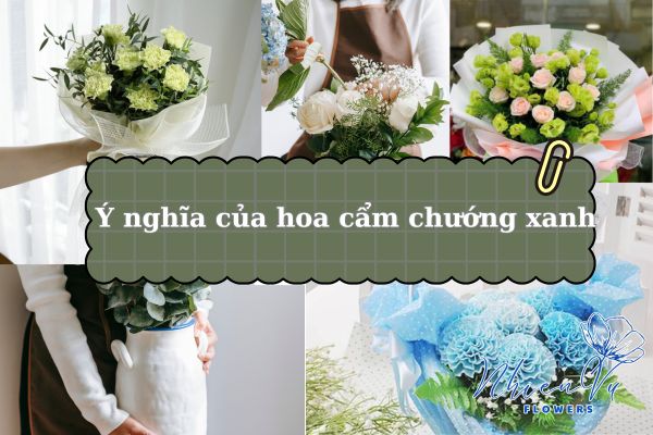 Ý nghĩa hoa cẩm chướng xanh nhiều mẫu