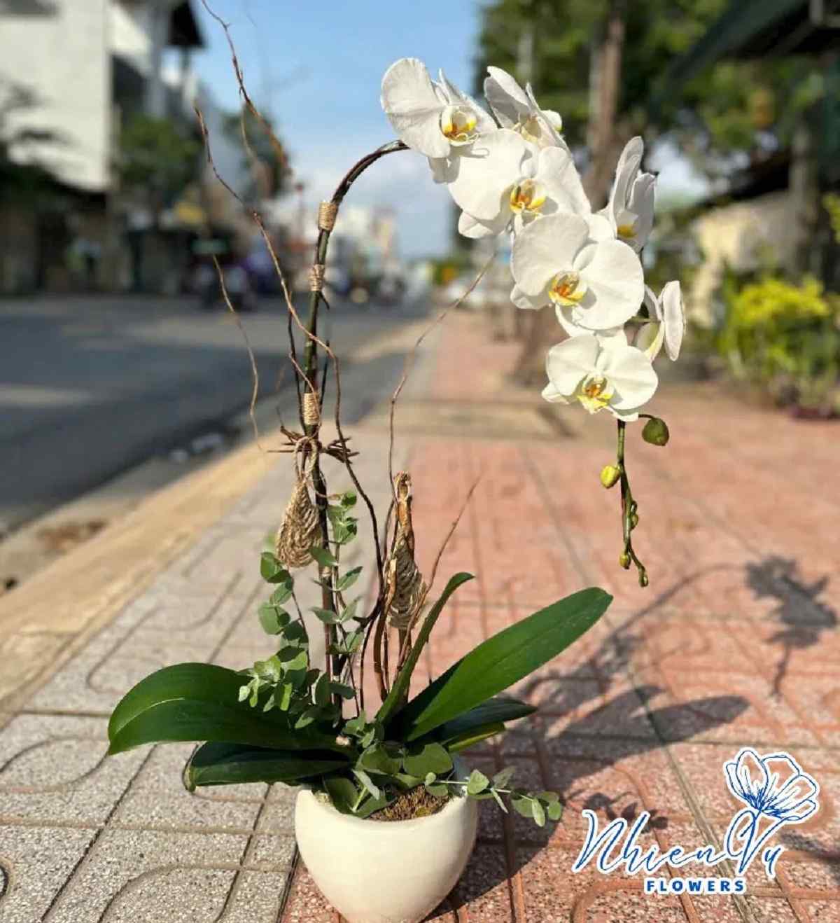 Chậu lan hồ điệp trắng sang trọng Chậu lan hồ điệp trắng tinh khôi