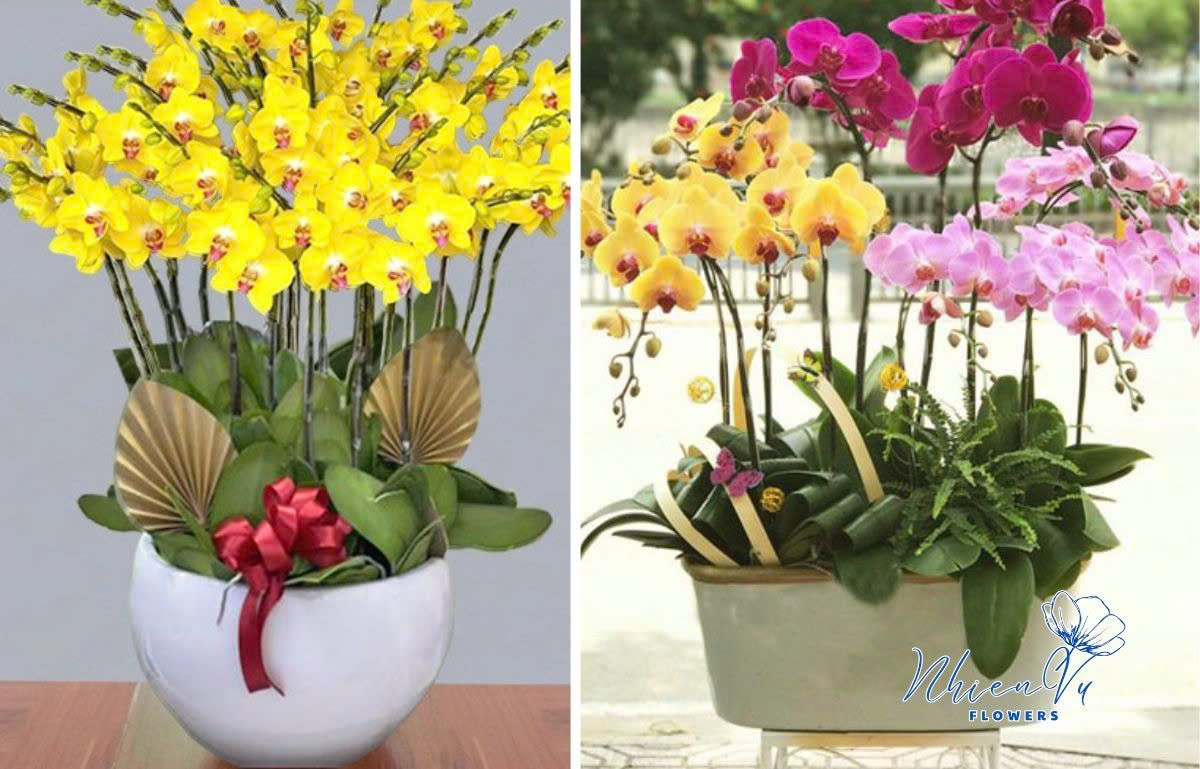 Mẫu hoa lan hồ điệp cao cấp, giá rẻ
