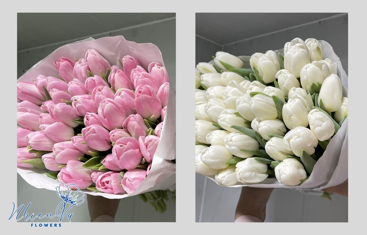 Giới thiệu đôi nét về hoa tulip 
