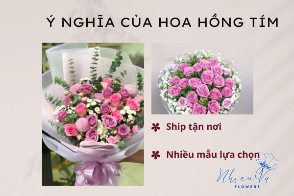 Hoa hồng tím có những ý nghĩa gì?