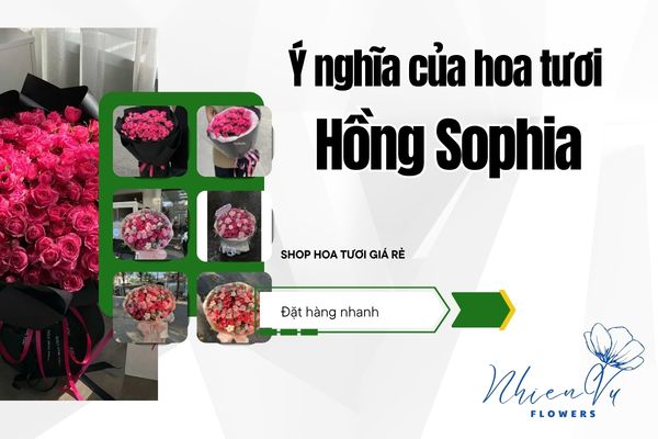 Hoa hồng sophia có ý nghĩa gì?