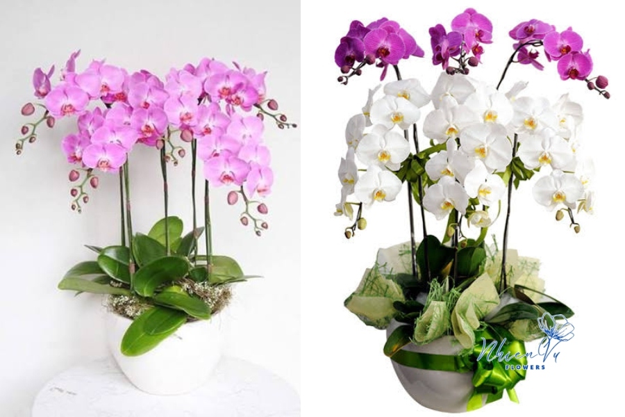 Chậu hoa lan hồ điệp khai giảng